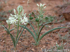 Albuca seineri