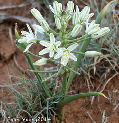 Albuca seineri