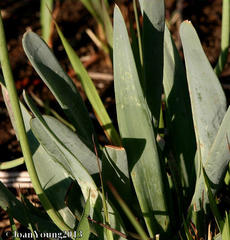 Bulbine narcissifolia