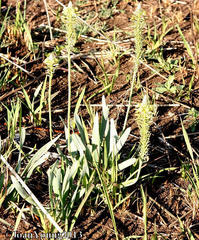 Bulbine narcissifolia