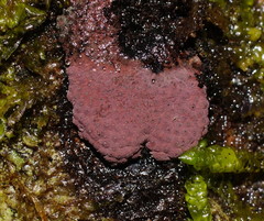 Hypoxylon rubiginosum