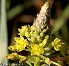 Bulbine narcissifolia