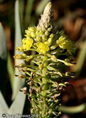 Bulbine narcissifolia