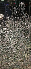 Launaea mucronata