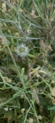Launaea mucronata