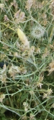 Launaea mucronata