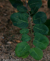 Annona senegalensis senegalensis