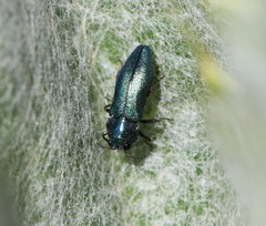 Meliboeus amethystinus