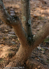 Annona senegalensis senegalensis