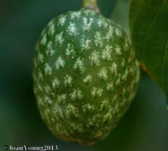Annona senegalensis senegalensis