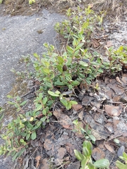 Vaccinium vitis-idaea