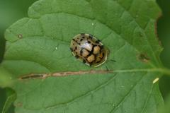 Conchyloctenia praecox