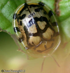 Conchyloctenia praecox