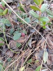 Vaccinium vitis-idaea
