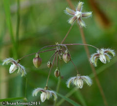 Pergularia daemia daemia