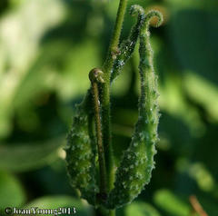 Pergularia daemia daemia