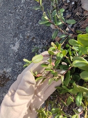Vaccinium vitis-idaea