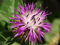 Centaurea seridis
