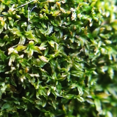 Scopelophila cataractae