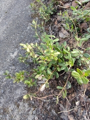 Vaccinium vitis-idaea