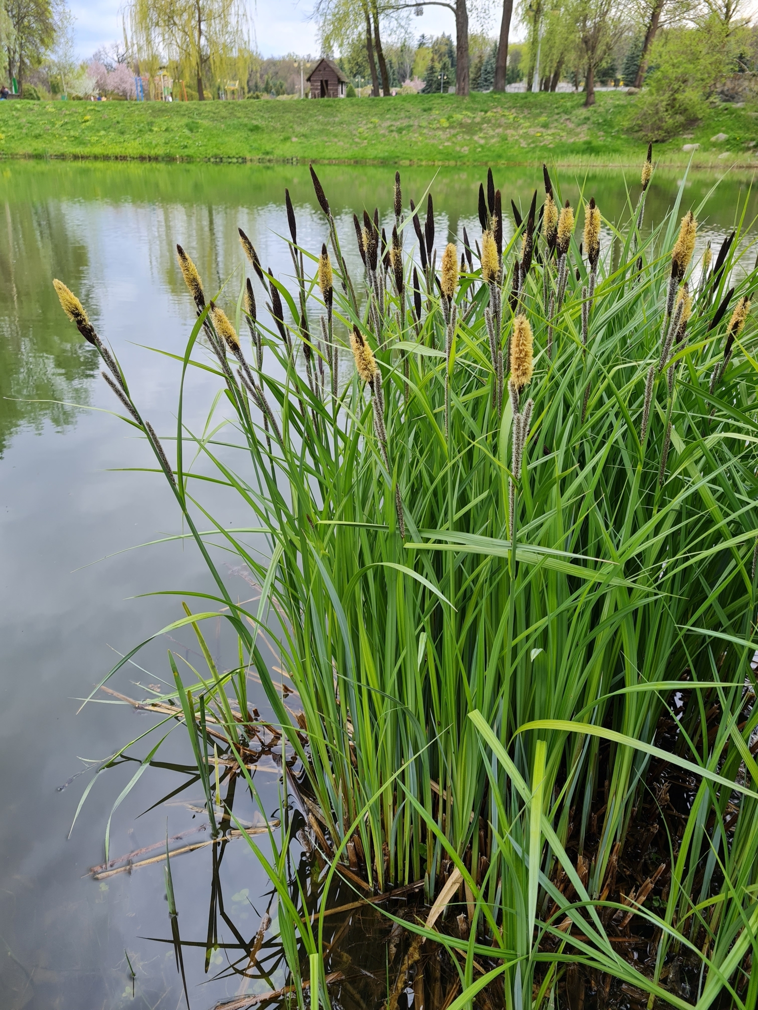Carex acutiformis