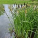 Lesser Pond Sedge - Photo (c) Natalia Pashkevych, some rights reserved (CC BY-NC), uploaded by Natalia Pashkevych