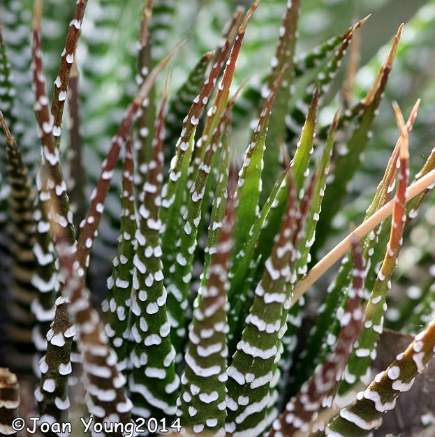 Haworthia attenuata