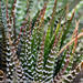 Zebra Haworthia - Photo (c) joanyoung, some rights reserved (CC BY-NC)