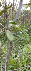 Diospyros texana