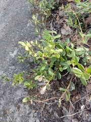Vaccinium vitis-idaea