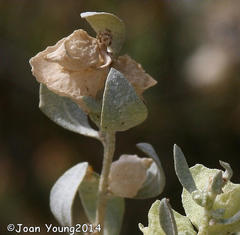 Atriplex lindleyi inflata