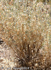 Atriplex lindleyi inflata