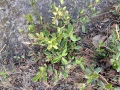 Vaccinium vitis-idaea