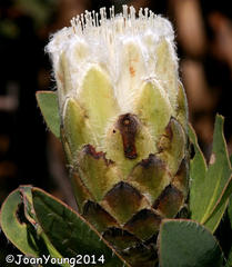 Protea mundii
