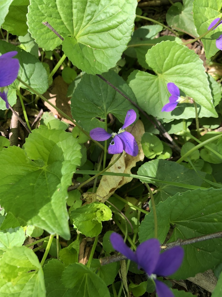 Common blue violet from barcroft park arlington va us on april 30