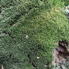 Scopelophila cataractae