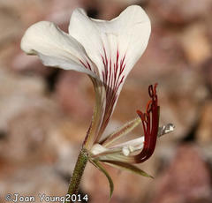 Pelargonium tetragonum