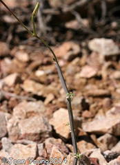 Pelargonium tetragonum