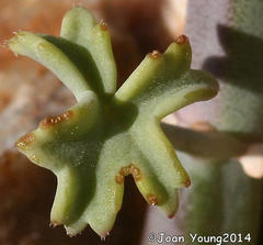 Pelargonium tetragonum