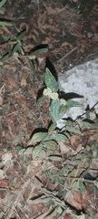 Euphorbia hirta