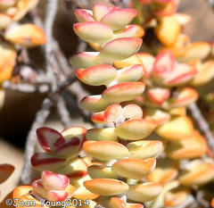 Crassula rupestris rupestris