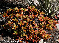 Crassula cultrata