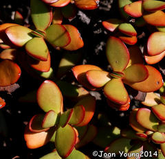 Crassula cultrata