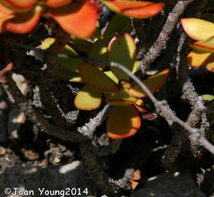 Crassula cultrata