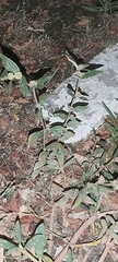 Euphorbia hirta