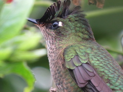 Sephanoides sephaniodes