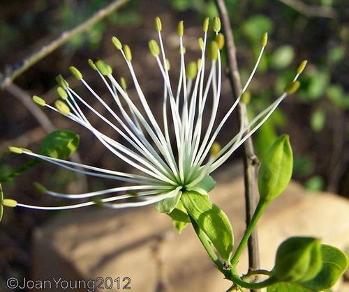 Angolan Caper