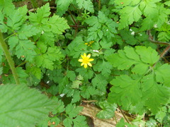 Ficaria verna