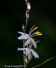 Chlorophytum saundersiae