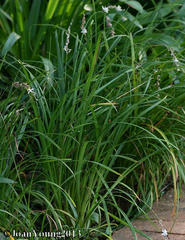 Chlorophytum saundersiae